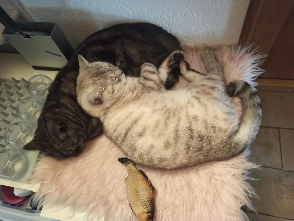 Asrael und Floki