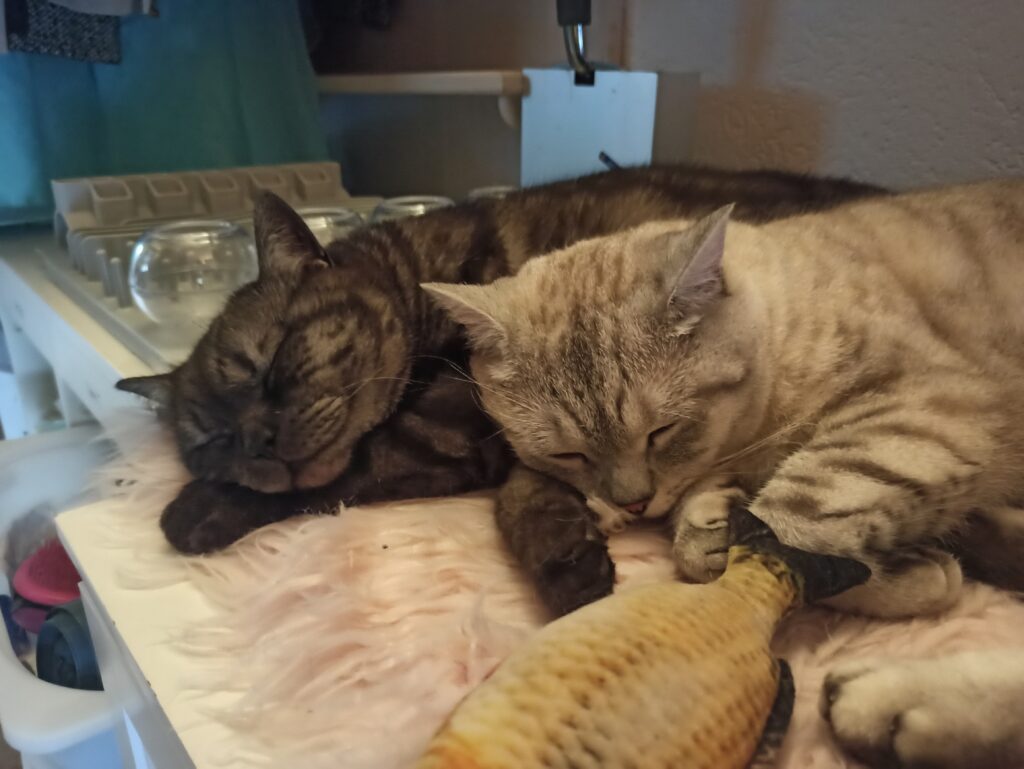 Asrael und Floki
